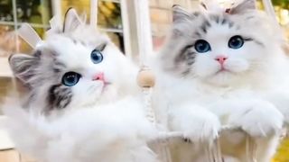 Cute cat