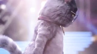 Cute cat❤️