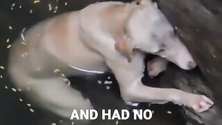 poor dog | brave hearts who rescue poor animals in danger