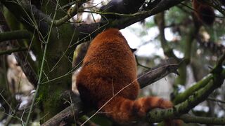 Red panda in zoo - AdalineTV