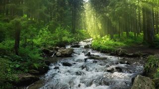 Nature video