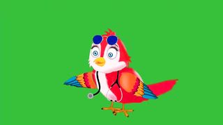 Bird video