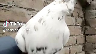 Nice moment of also