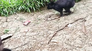 When the two rabbit meets.