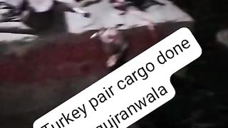Turkey pair cargo