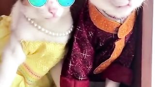 Funny cat