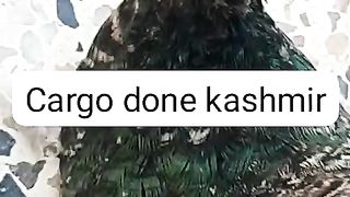 To Kashmir