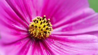 Wild pink flower