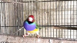 Various colors of fenches