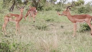 Animals fight in forest ????????