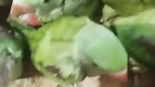 Family of a parrot