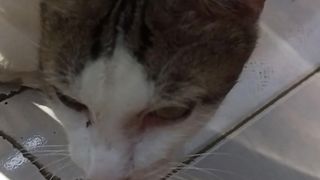 Nemo lagi flu