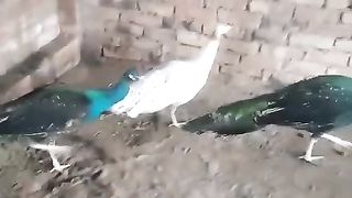 Pairs of different birds