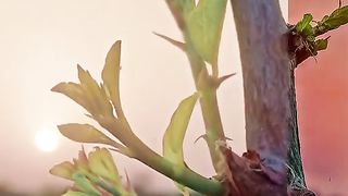 Nature amazing photo