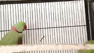 Conference of parrots