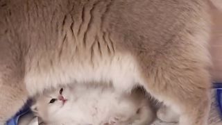 Baby cats