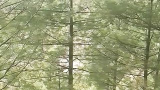 Natural Beauty