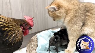 Funniest Cats and cock and dog ????... Funny Animals