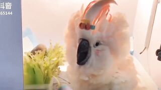 Funny Animal Videos