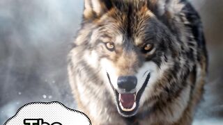 Wild Whispers: Animal Adventures"#Animal Antics#Furry Friends Flix#Paws and Play#Wildlife Wonders