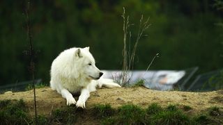 Video of Arctic wolf in autumn - AdalineTV