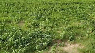 farming video