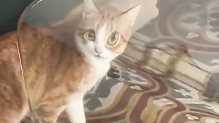 funny cat