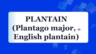 Le plantain - Plante médicinale