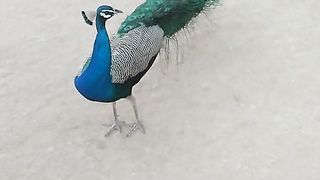 Desert peacock