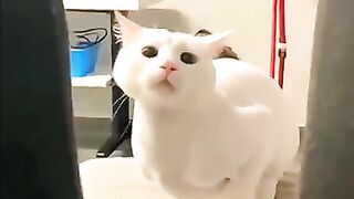 my sweet cat, cute cat, cat