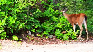 How to deer_eating_leaves