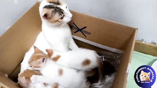 unniest animals A cat and her funny babies 2024