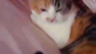 my sweet cat, cute cat, cat