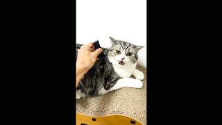 How cat reacts