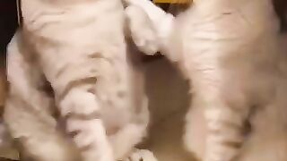 my sweet cat, cute cat, cat