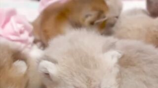Kittens video