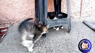 Funny little cat animals playing  2024