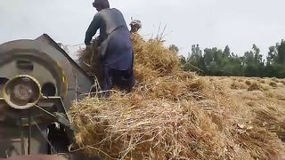 Thersher on  wheat crop