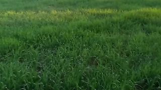 Farming video