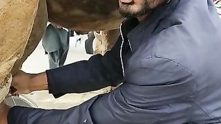 how to take a camels malak