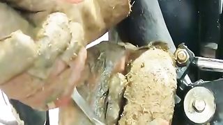 Animal rescue