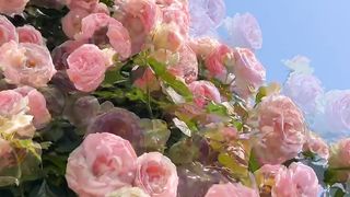 Roses ????