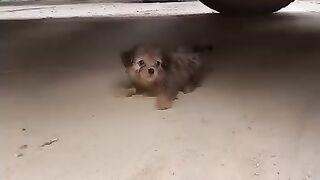 Animal rescue