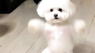 Funny dog#fyp