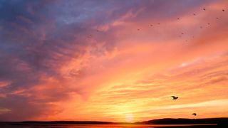 Bird video