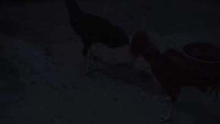 Cock fight is only entertainment