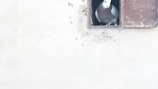 Beautiful birds