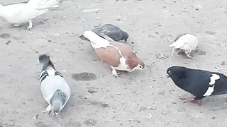 Union of brids.