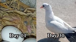 Day By Day Growth Baby Pigeon Growth Day 1 to Day 30