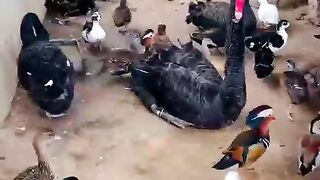 birds